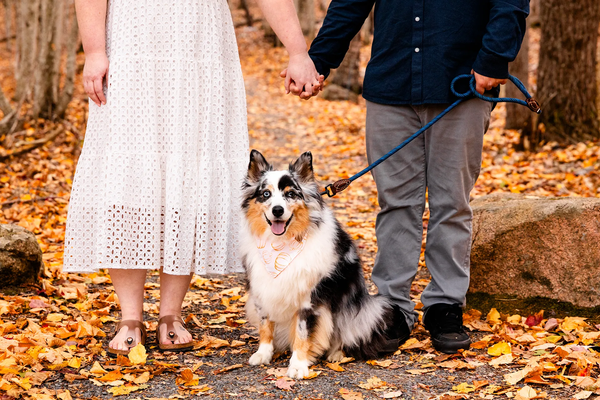 A engaged couple hold hands while a dog smiles during an engagement session near the Jesup Path at Acadia National Park in Bar Harbor, Maine.