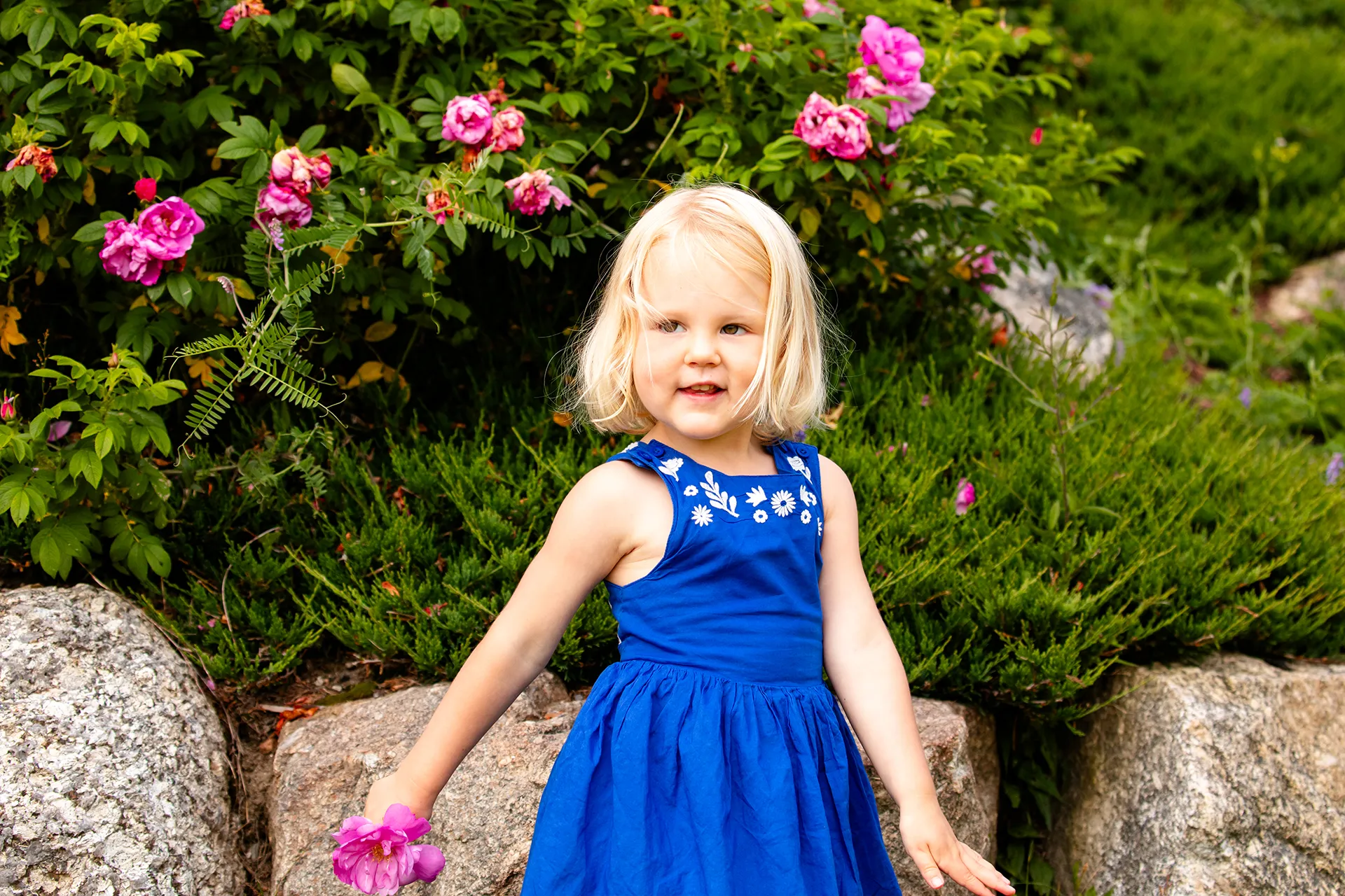 maine family photography moldawer mandsager 02 A little girl wearing blue smiles and poses in a garden during a family portrait session in Lamoine, Maine.