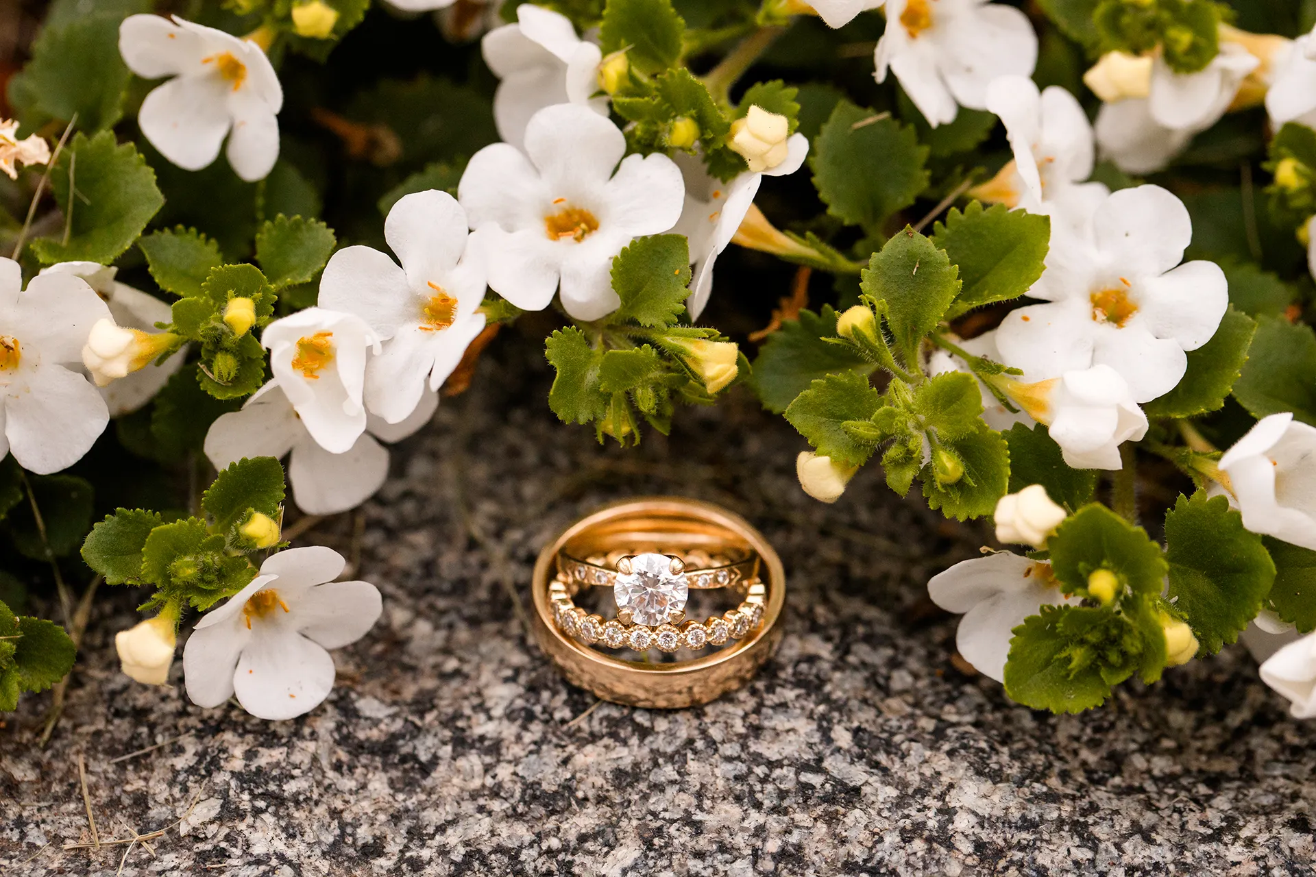 maine wedding photography meghan phil 04 A closeup of a diamond engagement and wedding ring sitting inside a plan gold wedding ring amongst white flowers in Bar Harbor, Maine.