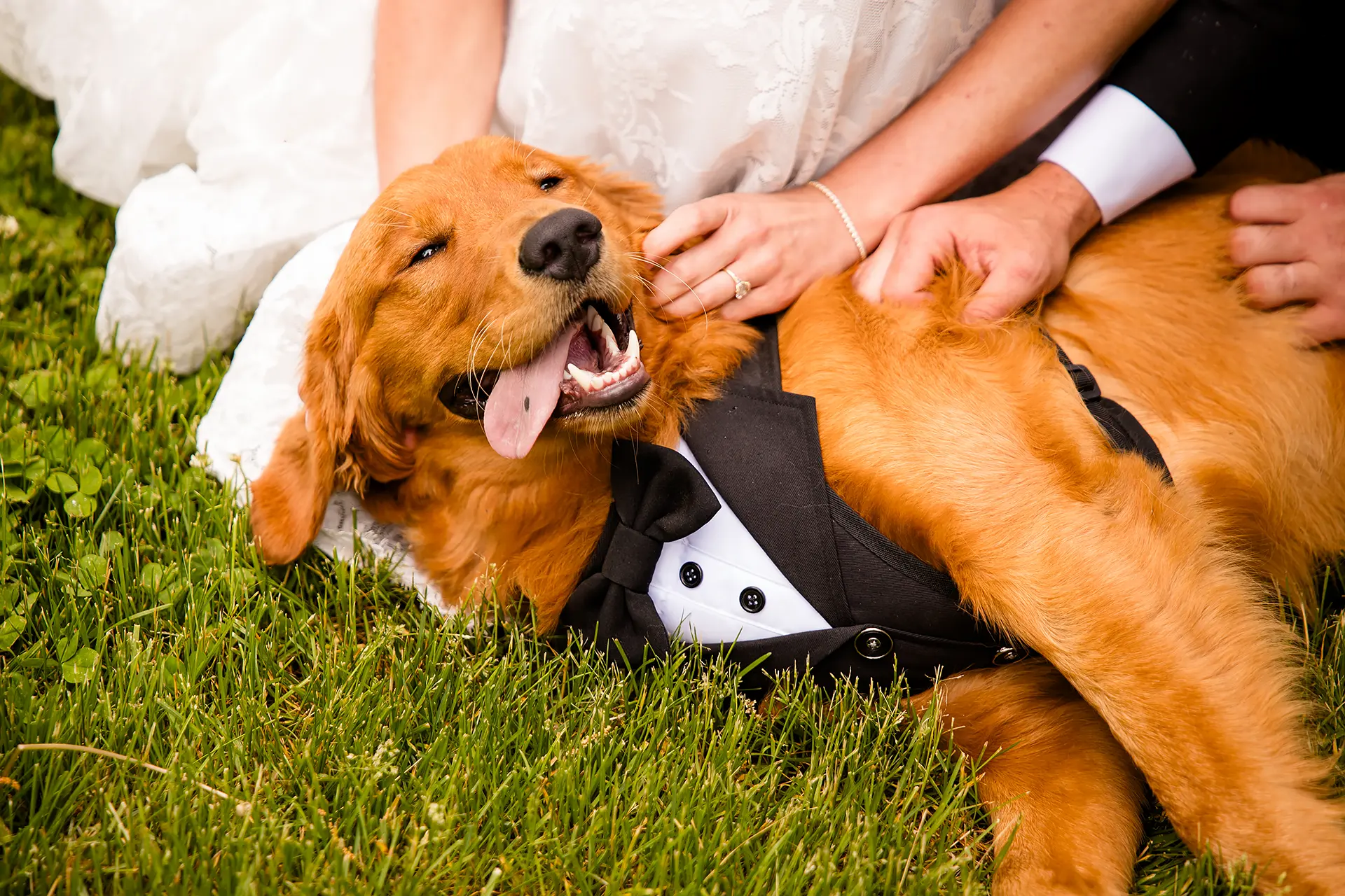 A closeup of a golden retriever wearing a suit smiling as he gets pats at Kingsley Pines Camp in Raymond, Maine.